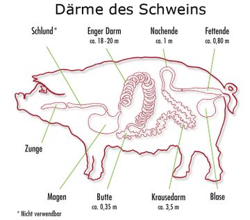 Därme des Schweins