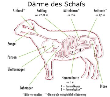 Därme des Schafs