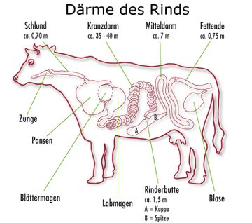 Därme des Rinds